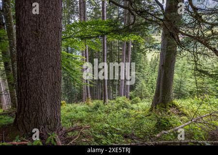 Nadelwald im Salzburgerland. Lambach, Großarl, Salzburg, Österreich Stockfoto