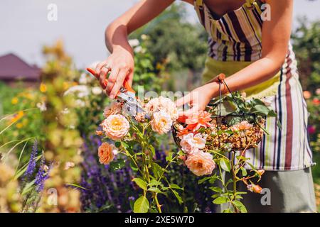 Gärtner verbrachte im Sommergarten Rosenblüten. Frau schneidet verwelkte Blumen mit einem Gartenschere ab und legt sie in einen Metallkorb. Stockfoto