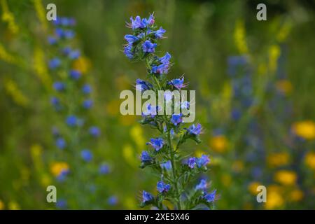 Der Viper-Bugloss (Echium vulgare) auf einer Wildblumenwiese Stockfoto