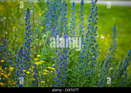 Der Viper-Bugloss (Echium vulgare) auf einer Wildblumenwiese Stockfoto