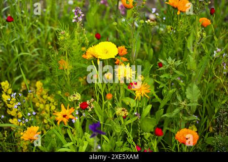 Wildblumen in einer bunten Mischung, Stockfoto