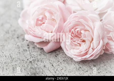 Blassrosa Rosen auf der grauen Oberfläche eines alten Baumes. Weichzeichner. Hintergrund für Makroblumen Stockfoto