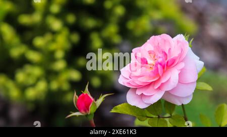 Rosa Rose Bonika mit Knospen im Garten. Perfekt für Grußkarten im Hintergrund Stockfoto