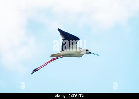 Fliegende Schwarzflügelstelze Stockfoto