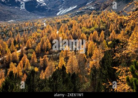 Lärchen in Herbstfarbe Stockfoto