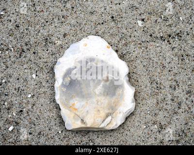 Fossile, armfüßige Lebewesen aus Stein ähneln Muscheln, die für Wissenschaft und Sammlung wertvoll sind und weltweit in Meeressedimenten gefunden werden. Stockfoto