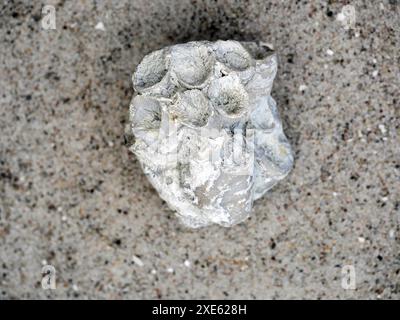 Fossile Korallenzweige und Bruchstücke bieten Einblicke in die uralte Meereswelt und die Entwicklung von Riffen über Millionen von Jahren. Stockfoto