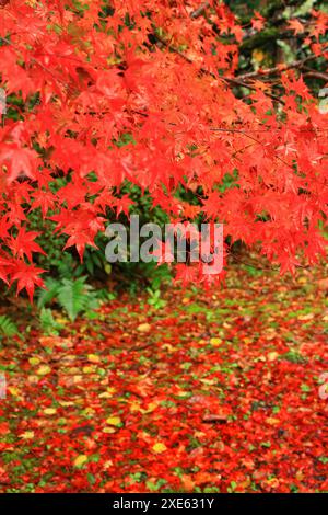 Ahornblätter werden rot und fallen Stockfoto