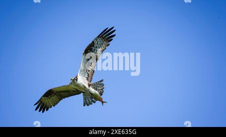 Ein weißer und brauner Fischadler mit einem Fisch in den Krallen fliegt gegen einen klaren, blauen Himmel. Stockfoto