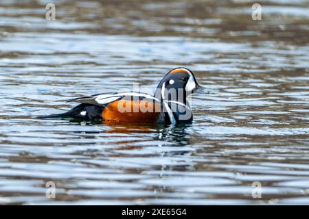 Harlequin-Ente (Histrionicus histrionicus, männlich) aus Hestfjordur, Westfjords, Island im Mai. Stockfoto