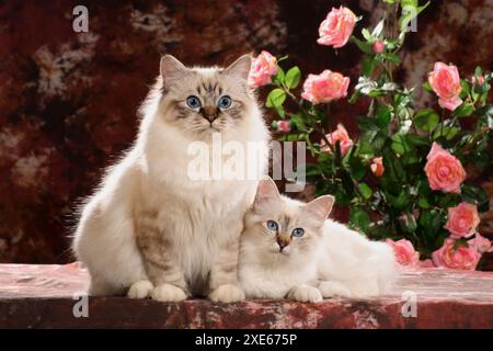 Heilige Katze von Birma. Erwachsene und Kätzchen sitzen vor blühenden Rosen Stockfoto