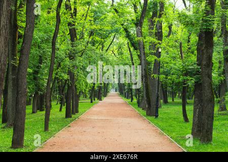 Gerader Weg führt durch einen üppig grünen Waldpark mit hohen Bäumen und einer ruhigen Atmosphäre Stockfoto