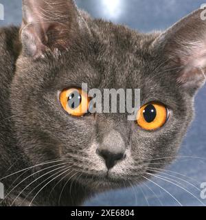 Koratkatze. Porträt einer blauen erwachsenen Katze. Spanien Stockfoto