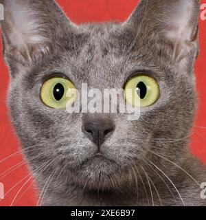 Koratkatze. Porträt einer blauen erwachsenen Katze. Spanien Stockfoto