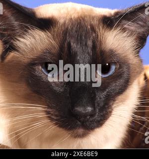 Balinesische Katze. Porträt eines Erwachsenen. Spanien Stockfoto