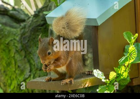 Rotes Eichhörnchen, das Nüsse von einem speziellen Futtermittel isst, in das nur Eichhörnchen gelangen können Stockfoto
