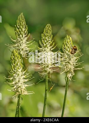 Teufelskralle „Phyteuma spicatum“ mit Wiesenhummel „Bombus pratorum“ Stockfoto