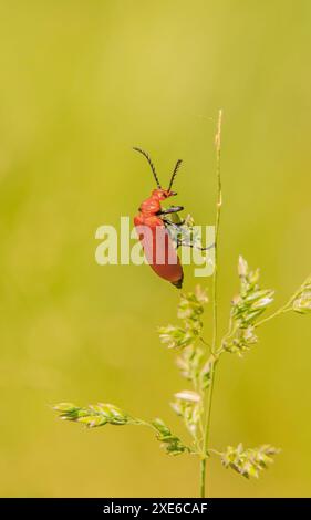 Rotköpfiger Feuerkäfer 'Pyrochroa serraticornis Stockfoto