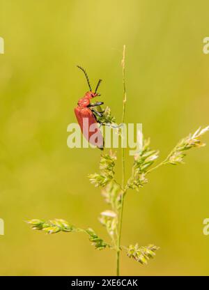 Rotköpfiger Feuerkäfer „Pyrochroa serraticornis“ Stockfoto
