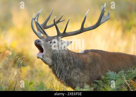 Rotwild (Cervus elaphus). Hirschgebrüll während der Rue, Richmond Park, London, England Stockfoto