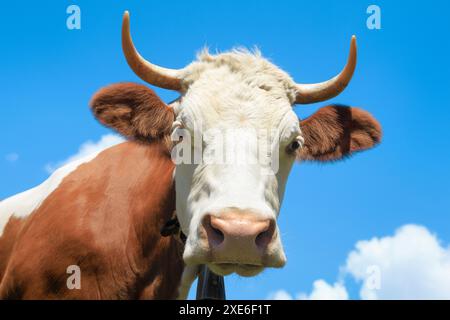 Simmentalrinder. Porträt der Simmentalkuh vor blauem Himmel. Schweiz Stockfoto