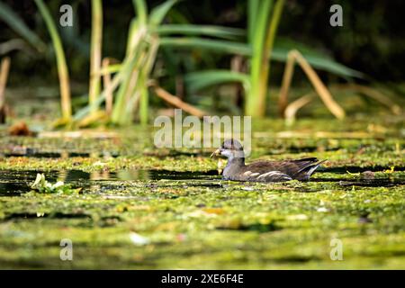 Ein Moorhen auf einem Teich Stockfoto