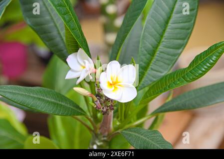 Weiß-gelbe Blume von Plumeria - Frangipani Nahaufnahme Stockfoto