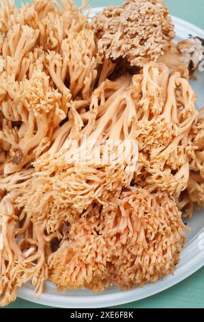 Italien, Coral Pilz, Ramaria Formosa Stockfoto