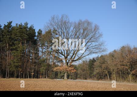 Deutsche Eiche Quercus robur Stockfoto
