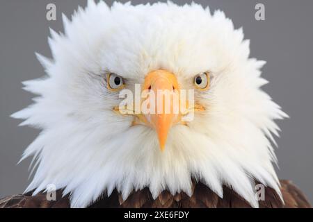 Weißkopfadler (Haliaeetus leucocephalus). Porträt eines Erwachsenen. Alaska Stockfoto