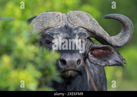 Cape Buffalo (Syncerus caffer). Porträt von Büffeln im Sträucher. Masai Mara, Kenia Stockfoto