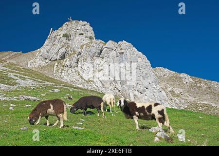 Hausschafe (Ovis ammon aries), Sorte: Tiroler Bergschafe. Herde vor Grubigstein (2233 m). Lermoos, Tirol, Österreich Stockfoto