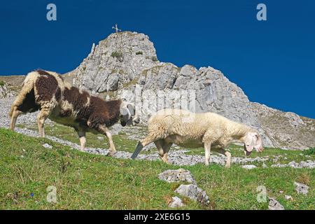 Hausschafe (Ovis ammon aries), Sorte: Tiroler Bergschafe. Zwei Schafe gehen vor dem Grubigstein (2233 m). Lermoos, Tirol, Österreich Stockfoto