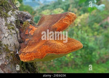 Shaggy Bracket (Inonotus hispidus) am alten Apfelbaum. Deutschland Stockfoto