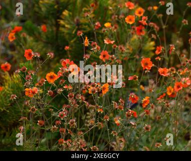 Nahaufnahme der Orangenblume der krautigen Staudengartenpflanze Geum prinses Juliana. Stockfoto