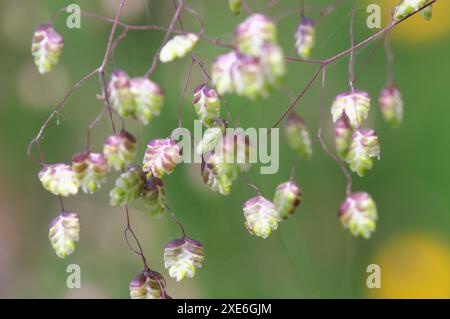 Beben-Gras (Briza Media), Hopfenförmige grüne und violette Spikelets. Österreich . Tirol, ?sterreich Stockfoto