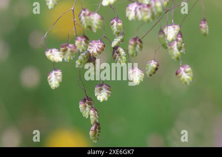 Beben-Gras (Briza Media), Hopfenförmige grüne und violette Spikelets. Österreich . Tirol, ?sterreich Stockfoto