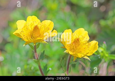 Creeping Avens (Geum reptans). Zwei Blumen. Tirol, Österreich Stockfoto