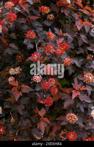 Nahaufnahme des farbenfrohen roten violetten Laubs des Gartenstrauchs Physocarpus opulifolius diable d'Or mindia. Stockfoto