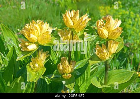 Gefleckter Enzian (Gentiana punctata). Blühende Gruppe. Tirol, Österreich Stockfoto