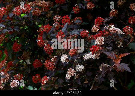 Nahaufnahme des farbenfrohen roten violetten Laubs des Gartenstrauchs Physocarpus opulifolius diable d'Or mindia. Stockfoto
