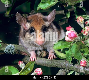 Gartendormaus (Eliomys quercinus) in einem blühenden Apfelbaum. Deutschland Stockfoto