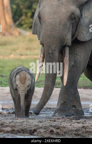 Afrikanischer Waldelefant (Loxodonta cyclotis). Mutter mit Jungen. Dzanga Sangha Sanctuary, Zentralafrikanische Republik Stockfoto