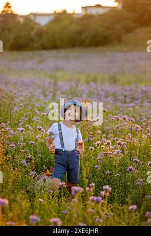 Wunderschönes Schulkind in einem Blumenfeld bei Sonnenuntergang, spielt mit Ariplane und Vintage Koffer, Frühling Stockfoto