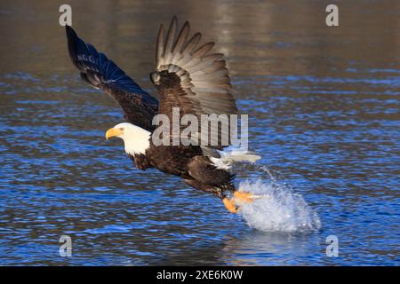 Weißkopfadler (Haliaeetus leucocephalus). Angeln für Erwachsene. Homer, Kenai Peninsula, Alaska, USA Stockfoto