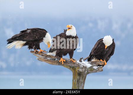 Weißkopfadler (Haliaeetus leucocephalus). Drei Erwachsene Vögel stehen auf schneebedeckten toten Bäumen. Homer, Kenai Peninsula, Alaska, USA Stockfoto