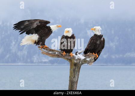 Weißkopfadler (Haliaeetus leucocephalus). Drei Erwachsene Vögel stehen auf schneebedeckten toten Bäumen. Homer, Kenai Peninsula, Alaska, USA Stockfoto