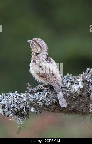 Eurasischer Wryneck (Jynx torquilla). Erwachsener sitzt auf einem mit Flechten bedeckten Zweig. Deutschland Stockfoto