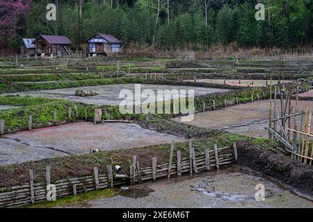Nursery Rice Paddy Fields, Ziro Valley, Arunachal Pradesh, Indien, Asien Copyright: JanettexHill 1185-570 Stockfoto