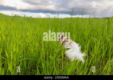 Großtrappe (Otis tarda),. Eine einzelne Feder im Gras. Österreich Stockfoto